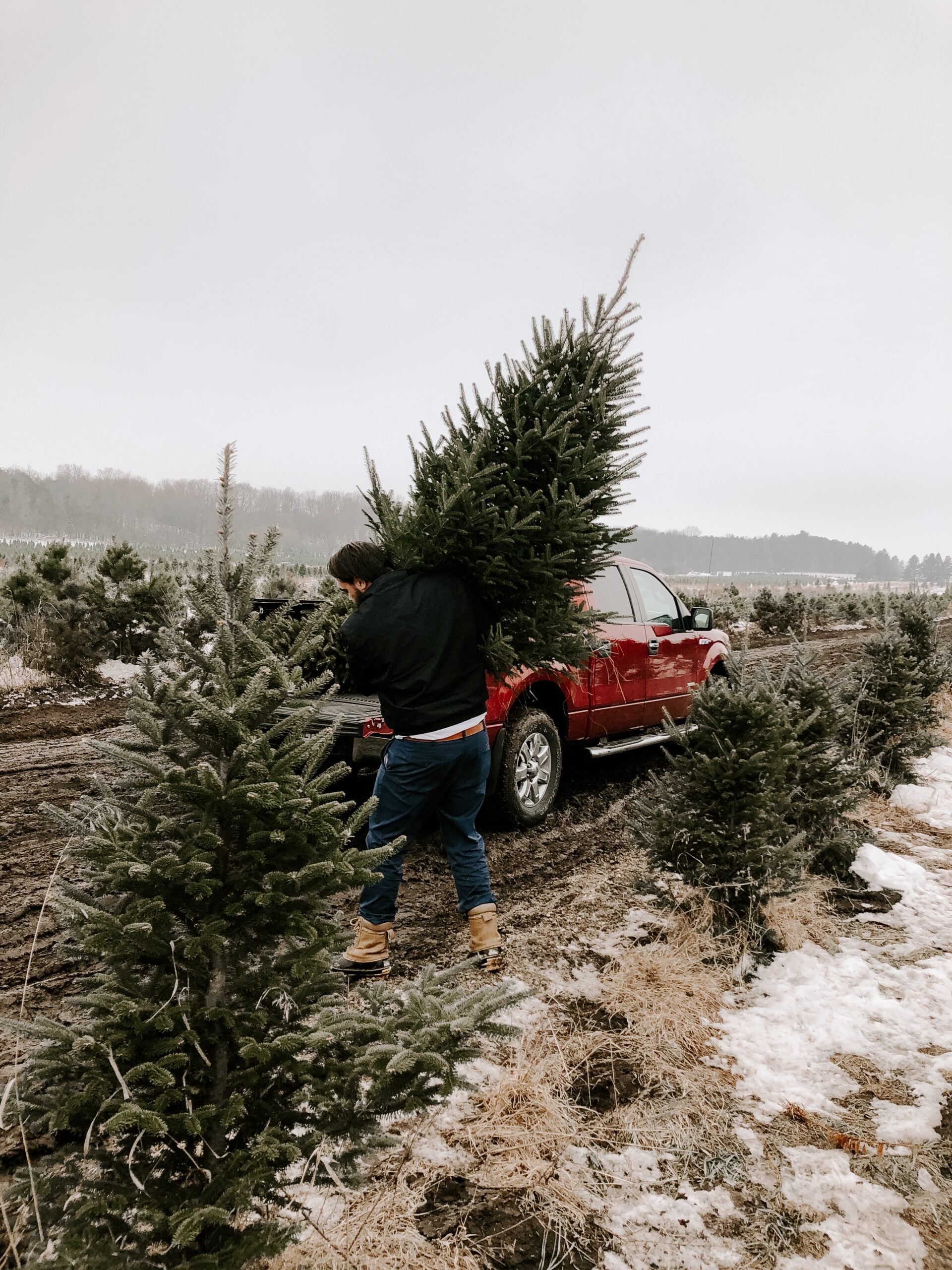 Weihnachtsbäume werden auf ein Auto verladen
